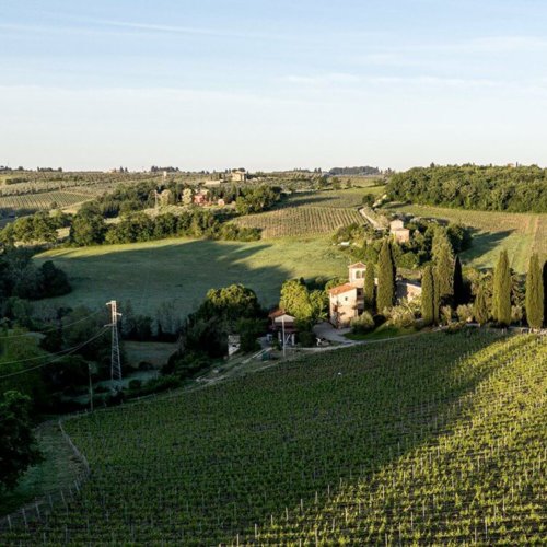 Wijngaard in Toscana